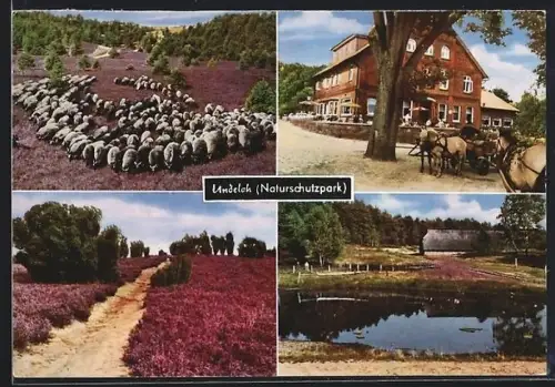 AK Undeloh, Gasthaus, Schafherde und Heidelandschaft