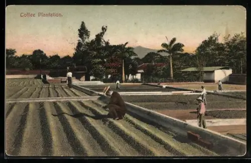 AK Coffee Plantation, Bauern bei der Kaffee-Ernte