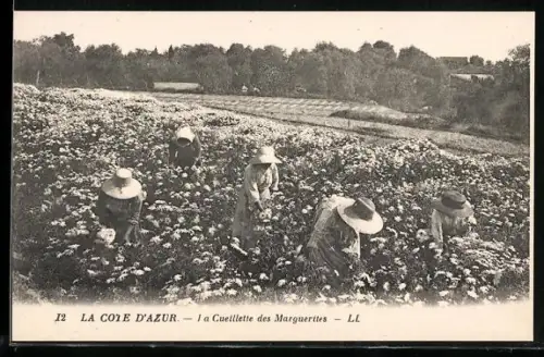 AK Cote d`Azur, La Cueillette des Marguerites, Volkstypen aus der Provence, Landwirtschaft