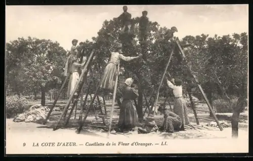 AK Hyères, Cueillette de la Fleur d`Oranger, Parfümeur