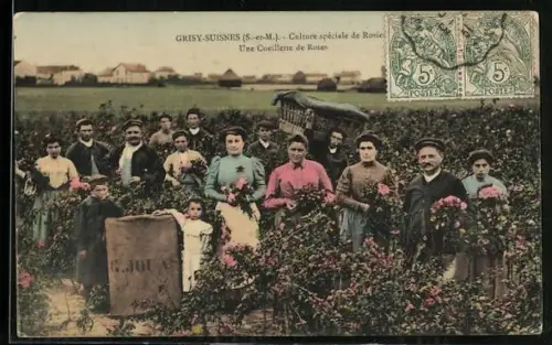 AK Grisy-Suisnes /S.-et-M., Culture spéciale de Rosiers, Une Cueillette de Roses, Parfümeur