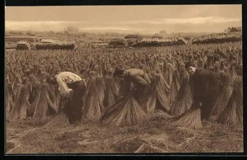 AK La culture du Lin, Le sechage des carpettes, Bauern an Garben, Flachs