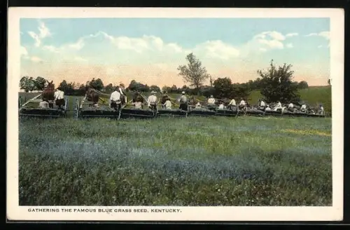 AK Kentucky, Gathering the Famous Blue Grass Seed