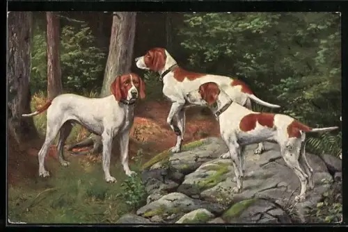 AK Jagdhunde haben die Fährte verloren