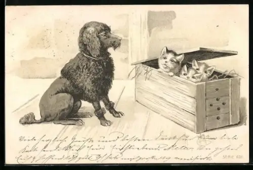 AK Reims, Cordonnerie du High-Life, 12, Rue de l`Etape, Pudel sitzt vor einer Kiste mit kleinen Katzen