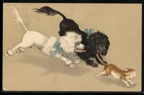 AK Pudel jagen eine Katze