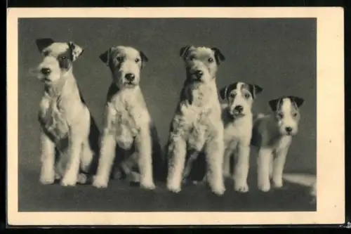 AK Österreichischer Tierschutzverein, Wer von uns ist Schönheitskönigin, fünf Terrier