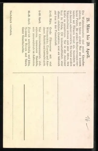 AK Das Sternzeichen Widder, Abbild eines Widders, kurze Charakteresierung