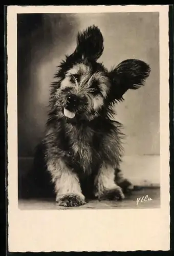 AK Hundewelpe mit langen Ohren