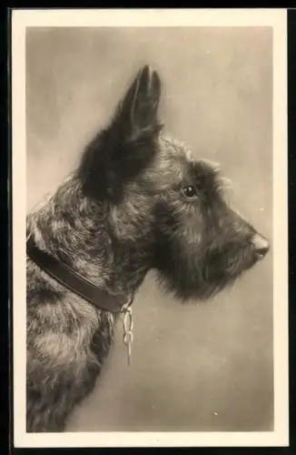 AK Hund Terrier im Profil