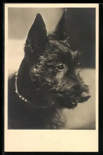 AK Schwarzer Terrier mit Halsband