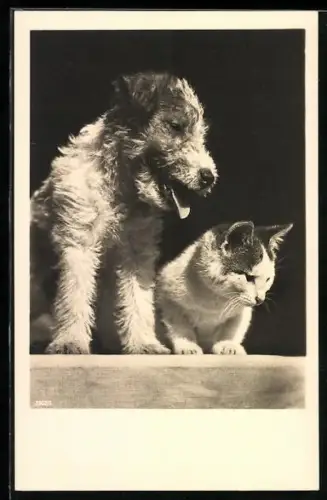 AK Terrier und Katze blicken aus dem Fenster