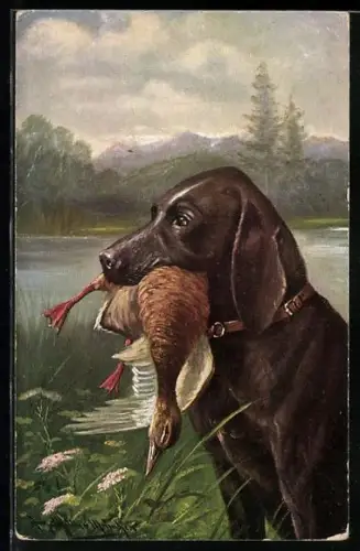 Künstler-AK August Müller - München: Jagdhund mit einer erlegten Ente im Maul
