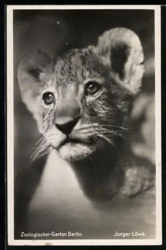 Foto-AK Zoologischer Garten Berlin, Junger Löwe