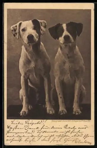 AK Zwei Terrier mit gespitzten Ohren neigen den Kopf zur Seite