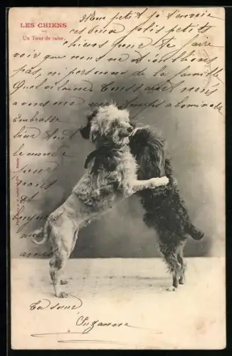 AK Zwei Hunde in der Umarmung