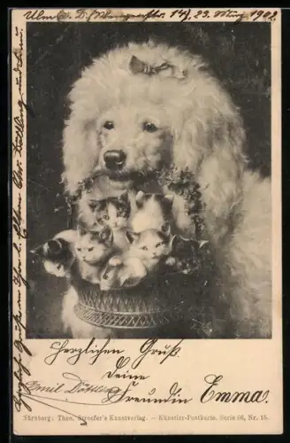 AK Pudel trägt einen Korb voller Kätzchen in der Schnauze