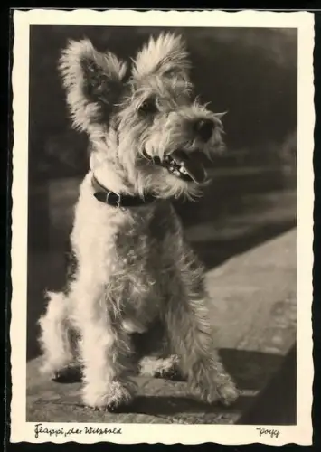 AK Flappi der Witzbold, Terrier