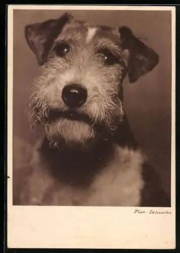 AK Portrait eines jungen Terriers