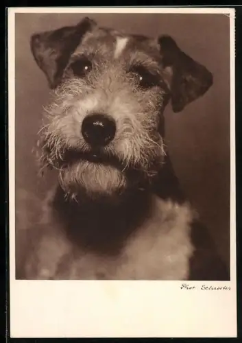 AK Portrait eines jungen Terriers