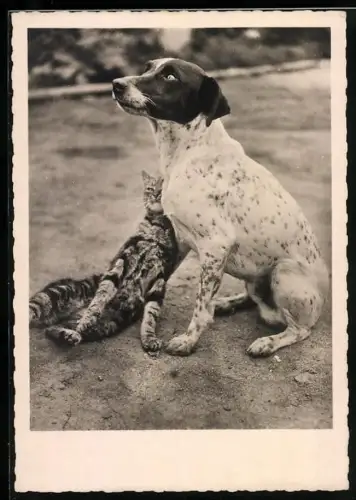 AK Tierfreundschaft zwischen Hund und Katze
