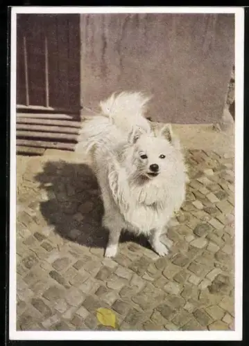 AK Neugieriger weisser Spitz
