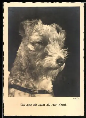 AK Ich sehe of mehr als man denkt!, Drahthaar-Terrier