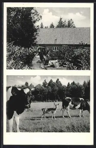 AK Wilsede /Schneverdingen, Gasthaus Pension Milch- und Kaffeewirtschaft, Inh. L. Sievers, Kühe und Reh auf der Weide