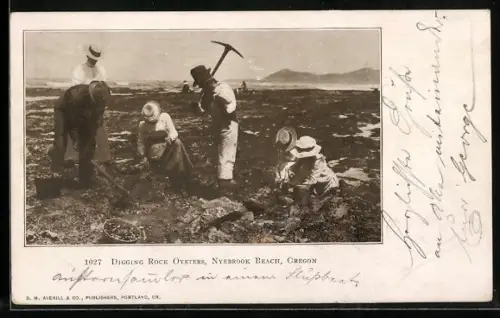 AK Nyebrook Beach, OR, Digging Rock Oysters