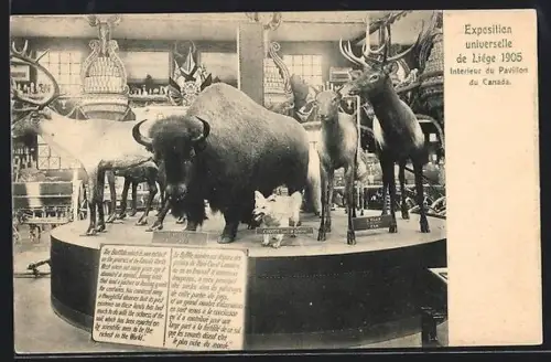 AK Liége, Exposition Universelle 1905, Interieur du Pavillon du Canada