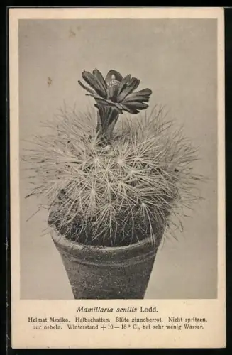 AK Mamillaria senilid Lodd, Kaktus