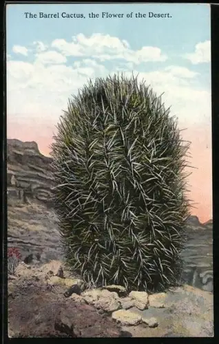 AK The Barrel Cactus, the Flower of the Desert