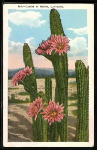 AK California, Cactus in Bloom