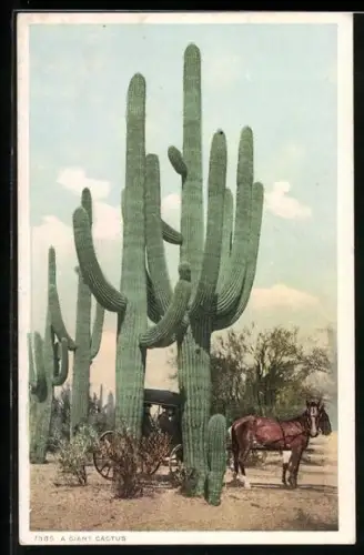 AK A Giant Cactus