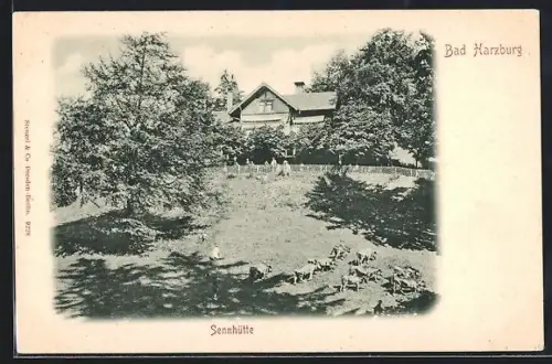 AK Bad Harzburg, Blick auf die Sennhütte