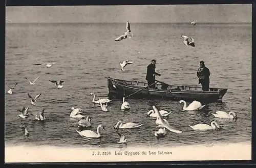 AK Lac Léman, Panorama et les Cygnes