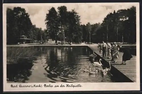 AK Bad Saarow /Mark, Partie an der Heilquelle mit Besuchern und Schwänen