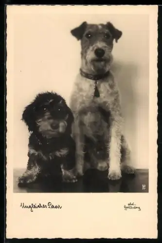 AK Ungleiches Paar, Dackel und Terrier