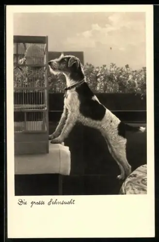 AK Die grosse Sehnsucht, Terrier untersucht Vogelkäfig