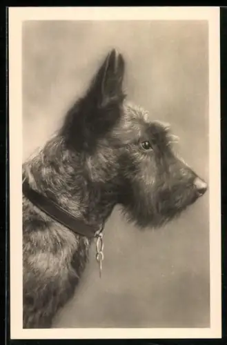 AK Hund Terrier im Profil