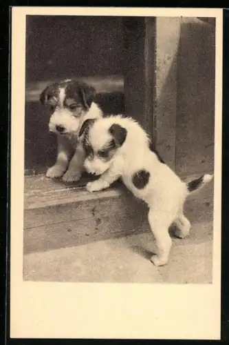 AK Zwei kleine gefleckte Terrier an einer Stufe