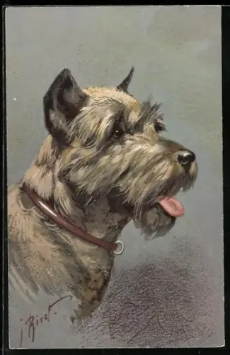 Künstler-AK Pinscher (Schnauzer) mit Halsband