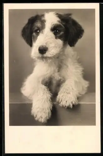 AK Der Frechdachs, gefleckter Terrier