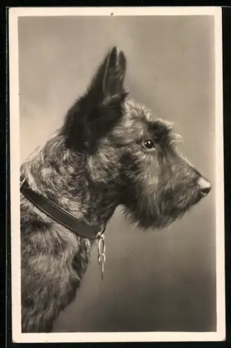 AK Hund Terrier im Profil