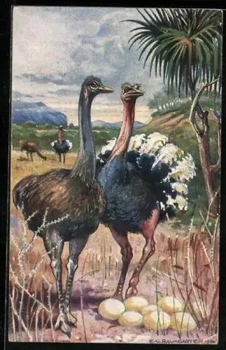 AK Vogel, Strausse in Südwestafrika