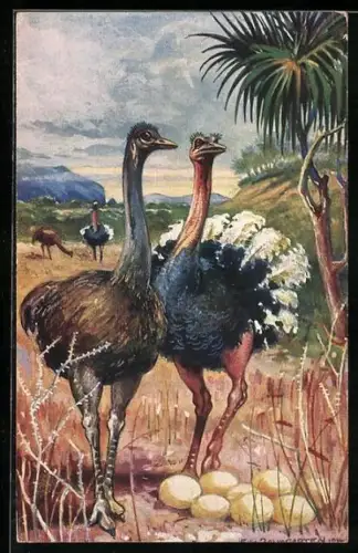 AK Vogel, Strausse in Südwestafrika