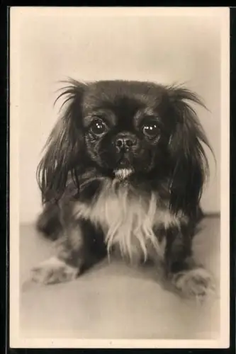 AK Süsser junger Pekinese