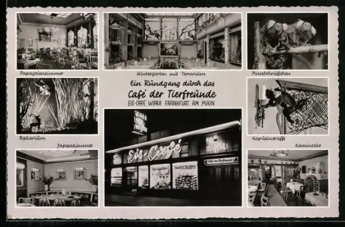 AK Alt-Frankfurt, Café der Tierfreunde, Wintergarten mit Terrarium, Pinselohräffchen