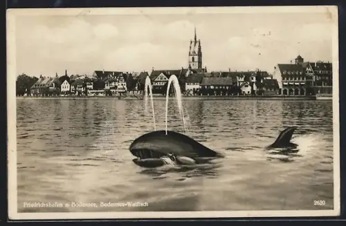 AK Friedrichshafen a. Bodensee, Montage Bodensee-Walfisch vor dem Ort