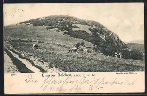 AK Elsässer Belchen, Vue des pâturages avec vaches et collines environnantes